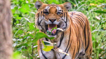 tiger tracking tour in Chitwan National Park